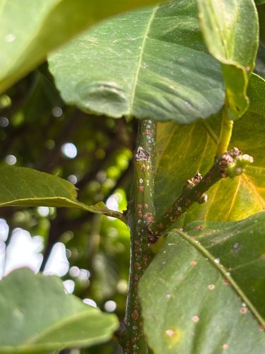 IMG_4448.jpeg IMG_4448.jpeg