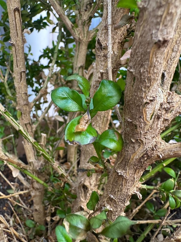 IMG_8187.jpg IMG_8187.jpg