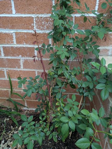 Climbing Roses Roots Can climbing rose have root suckers? - Bunnings Workshop community
