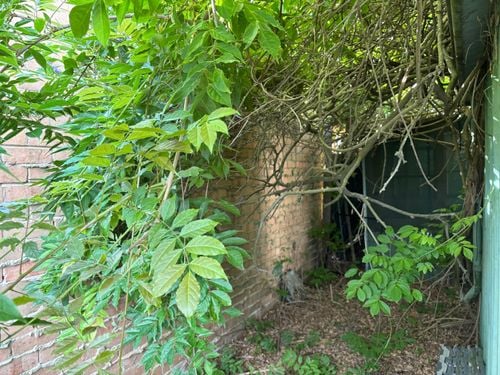 IMG_0535.jpeg IMG_0535.jpeg