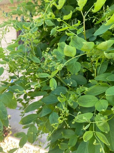 IMG_1121.jpeg IMG_1121.jpeg