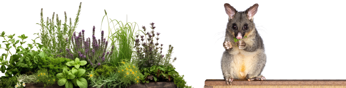 PossumProtection.png PossumProtection.png