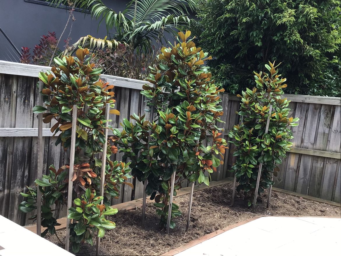 IMG_5116.jpeg IMG_5116.jpeg