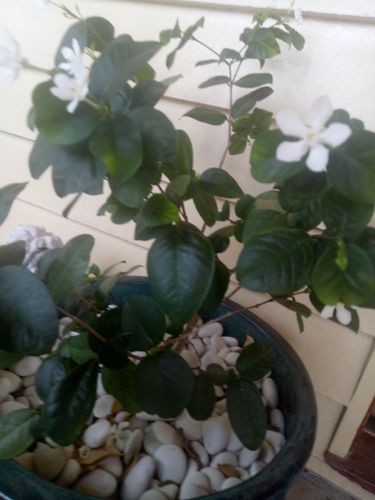 IMG20191215121826.jpg IMG20191215121826.jpg