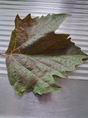 1000019106.jpg 1000019106.jpg