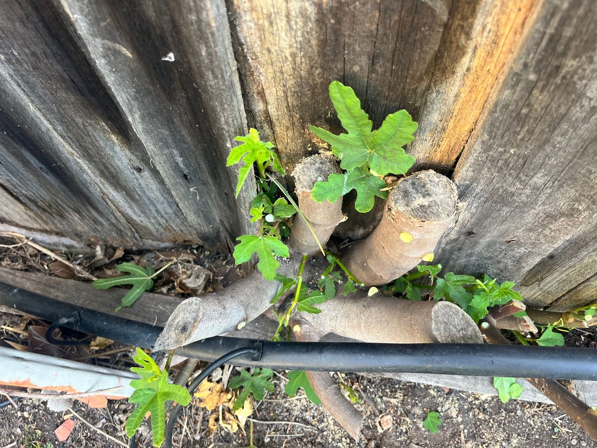 IMG_0309.jpg IMG_0309.jpg