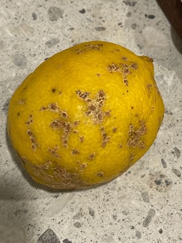 IMG_5087.jpeg IMG_5087.jpeg