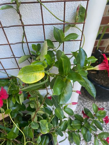 Mandevilla 1.jpeg Mandevilla 1.jpeg