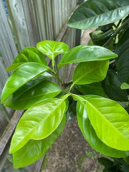 Citrus-tree1.jpg Citrus-tree1.jpg