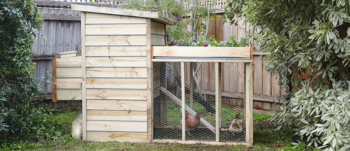How to build a chicken coop.jpeg How to build a chicken coop.jpeg