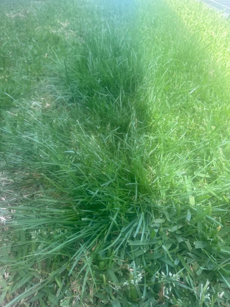 IMG_0582.jpeg IMG_0582.jpeg