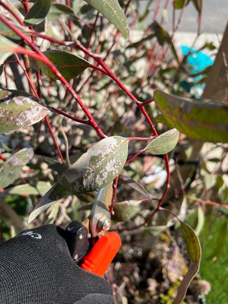 Image (7).jfif Image (7).jfif