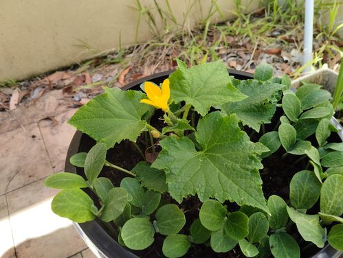 IMG_20231111_100449.jpg IMG_20231111_100449.jpg