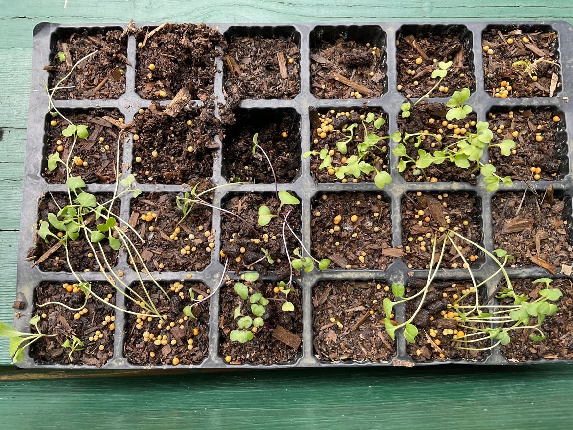 66F7FF30-1AD9-4D04-BC95-20AF23987A35.jpeg 66F7FF30-1AD9-4D04-BC95-20AF23987A35.jpeg