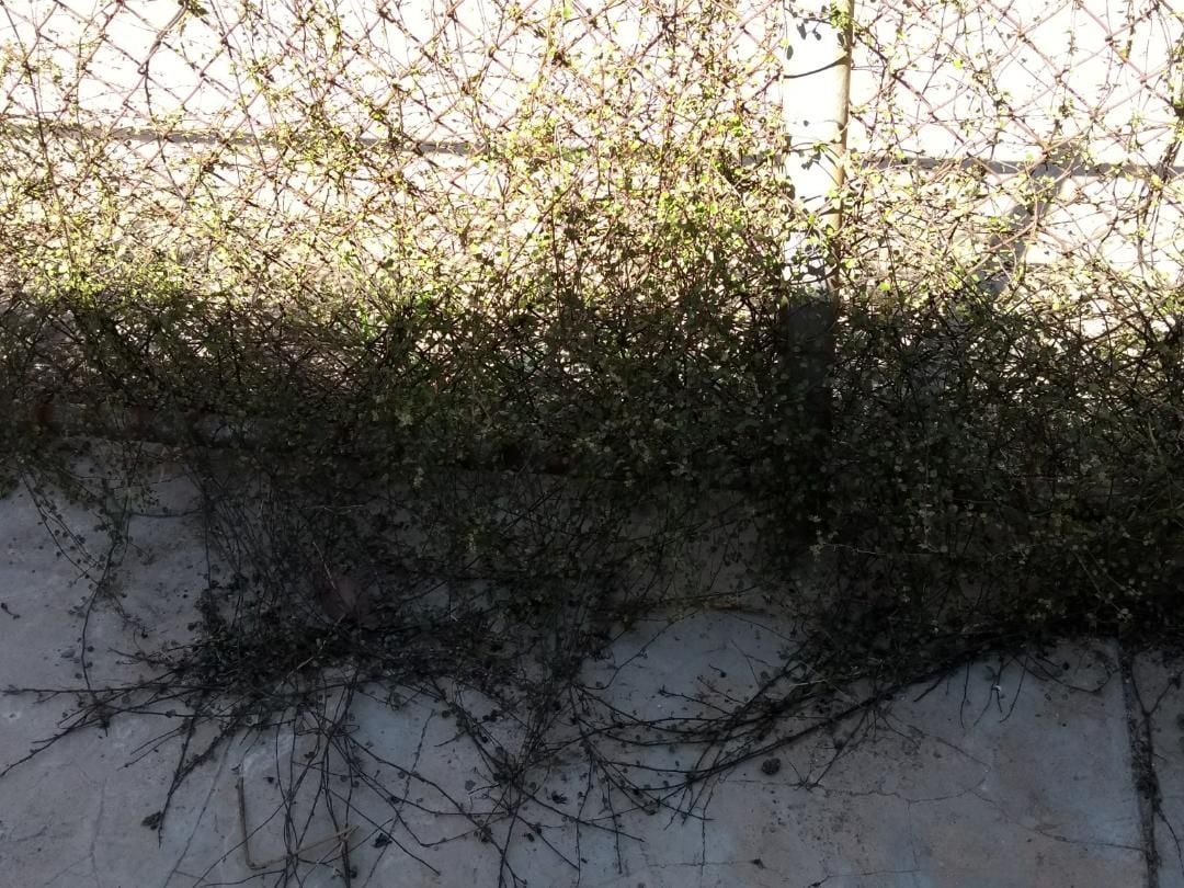 thumbnail (3).jpg thumbnail (3).jpg