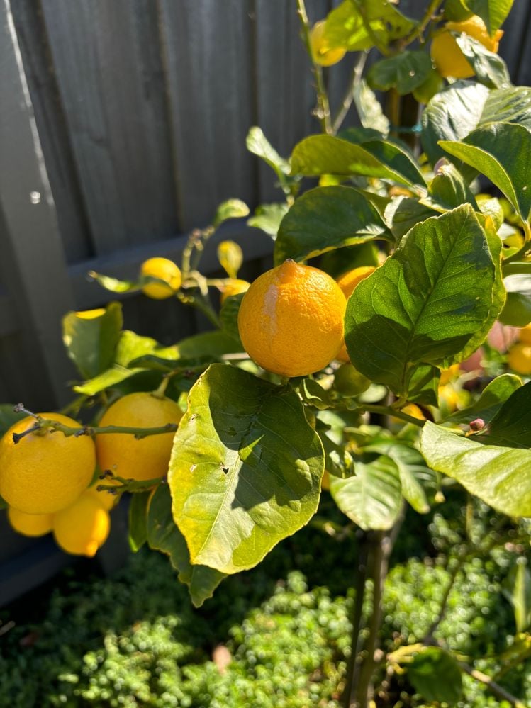 IMG_8867.jpeg IMG_8867.jpeg