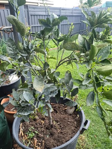 IMG20240825102307.jpg IMG20240825102307.jpg