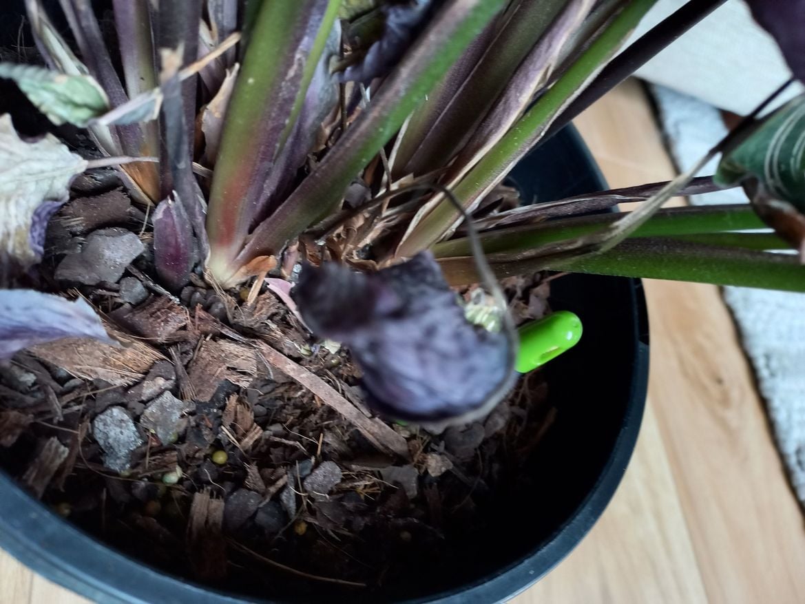 Cathalea 5.jpg Cathalea 5.jpg