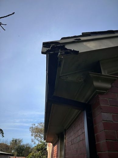 Fascia.jpg Fascia.jpg