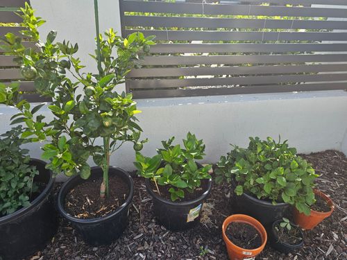 1000062498.jpg 1000062498.jpg