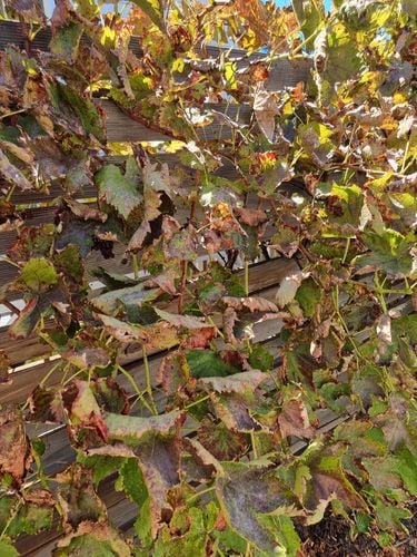 20230312_110118.jpg 20230312_110118.jpg