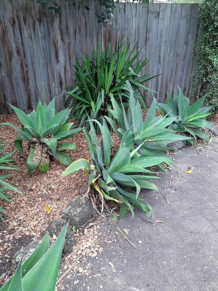 Agaves #2.jpg Agaves #2.jpg