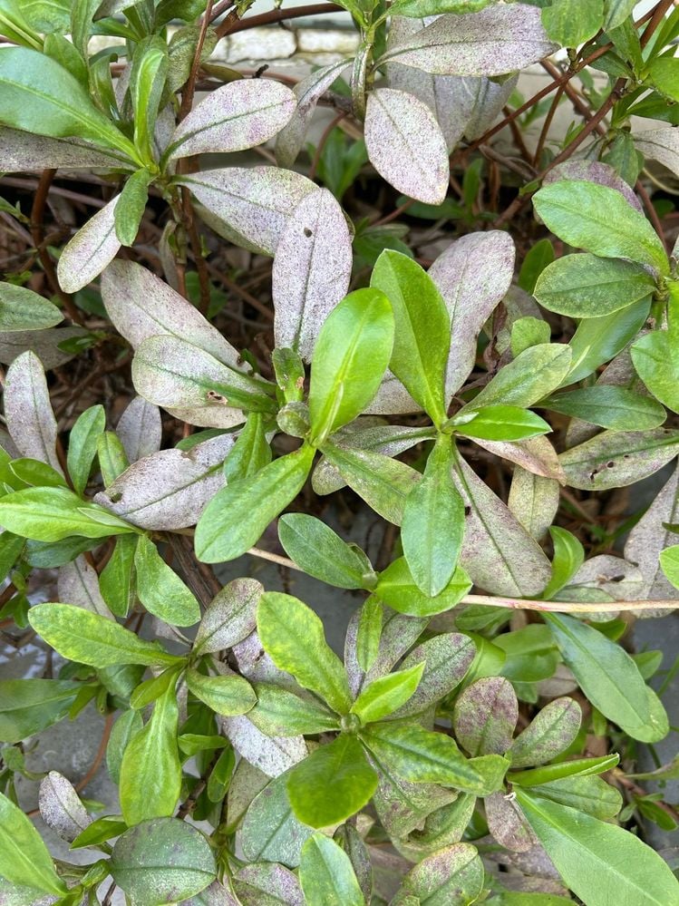 Garden 1.jpg Garden 1.jpg