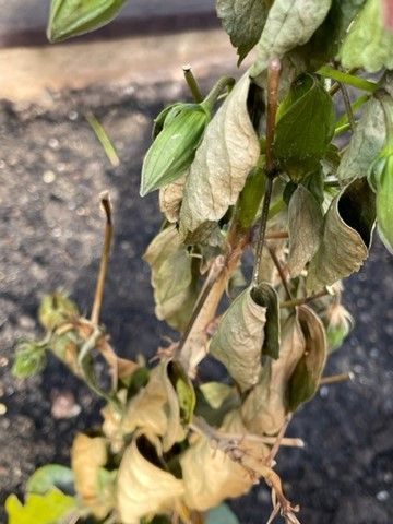 Picture3.jpg Picture3.jpg