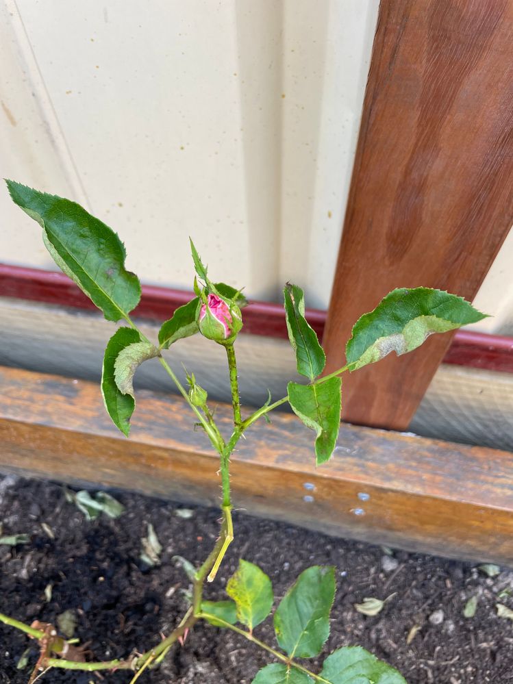 IMG_9113.jpg IMG_9113.jpg