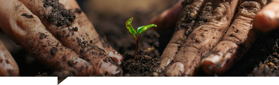 PlantingHero.png PlantingHero.png