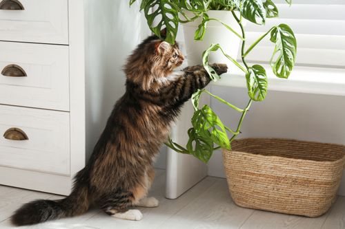 Grow pet-friendly plants.jpeg Grow pet-friendly plants.jpeg