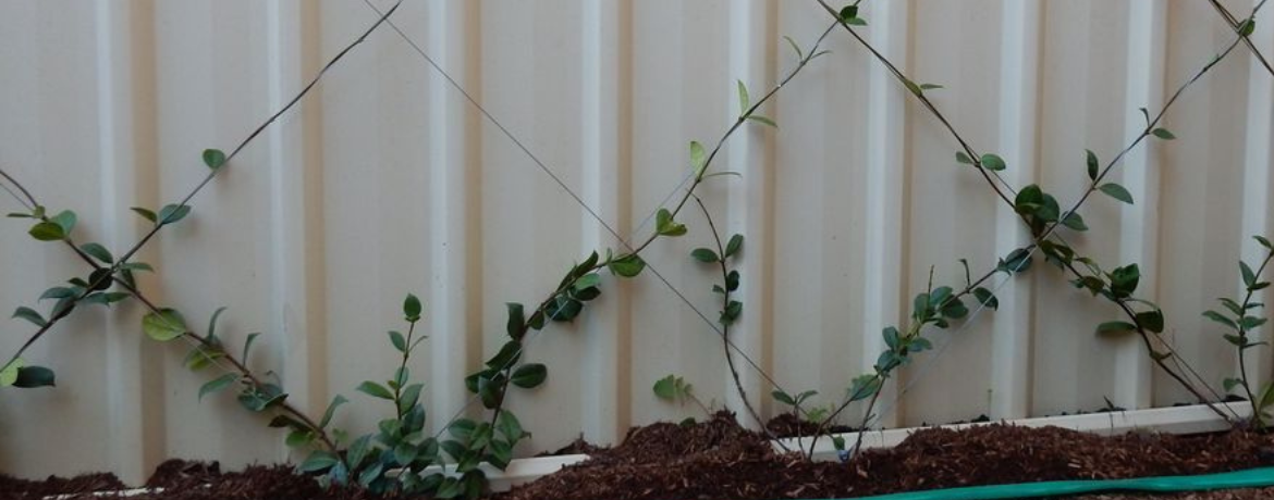 Screen fence.png Screen fence.png