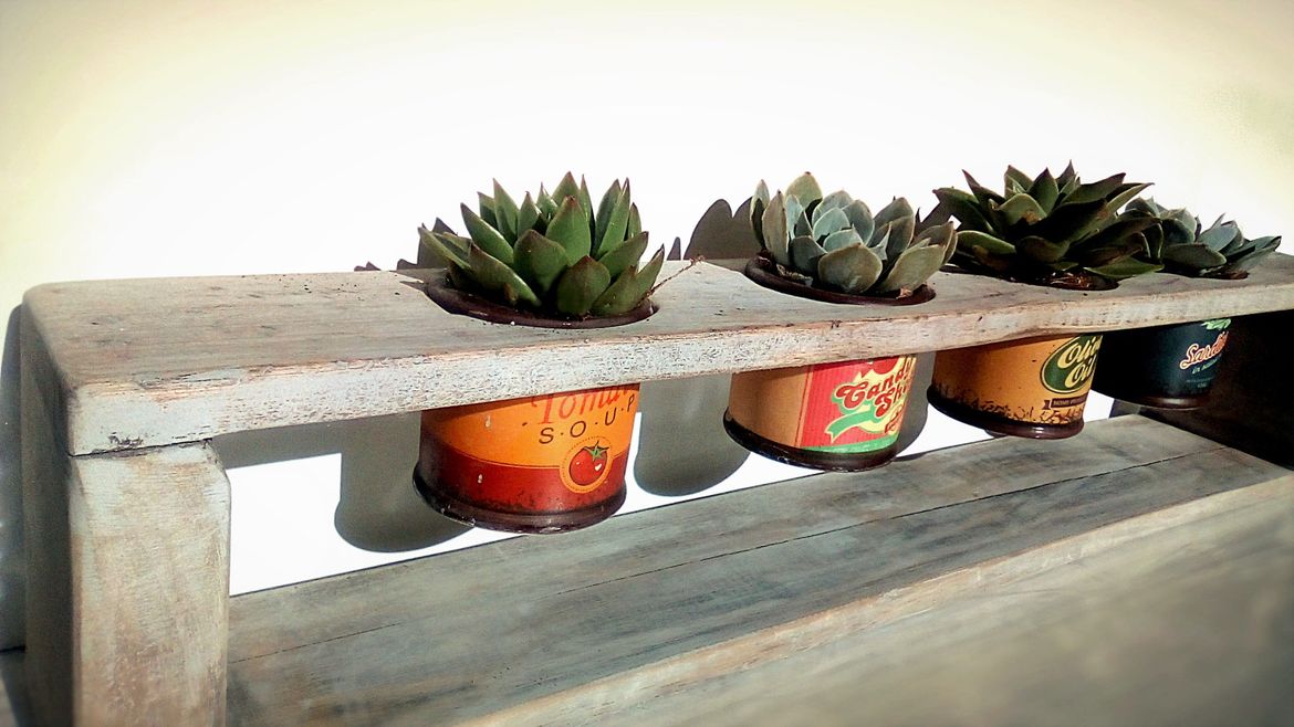 Succulents.jpeg Succulents.jpeg