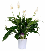 Peace lily.png Peace lily.png