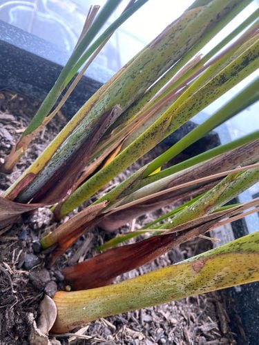 BF4EEFF9-3C1F-40DA-8D87-02253BC470D2.jpeg BF4EEFF9-3C1F-40DA-8D87-02253BC470D2.jpeg