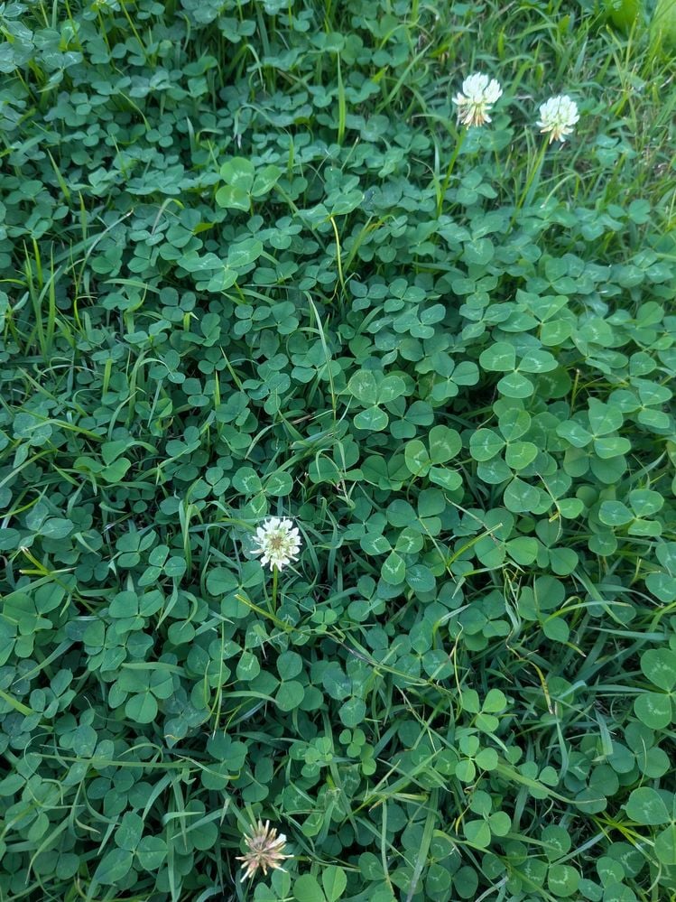 PXL_20250805_054013274.jpg PXL_20250805_054013274.jpg