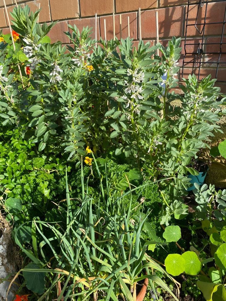 FEEC3F1F-668F-4B77-9CEA-6BFCAF154189.jpeg FEEC3F1F-668F-4B77-9CEA-6BFCAF154189.jpeg