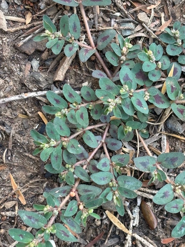 IMG_5833.jpg IMG_5833.jpg