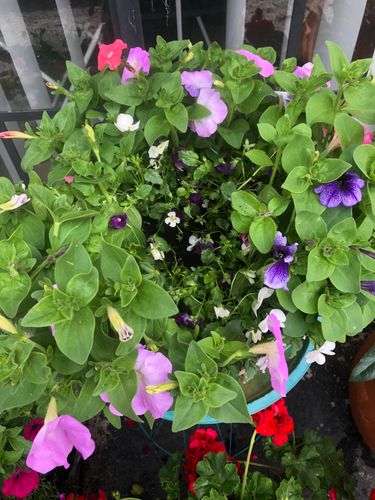 291B4F12-CCA3-4CDF-8FB2-A960A7B99B33.jpeg 291B4F12-CCA3-4CDF-8FB2-A960A7B99B33.jpeg