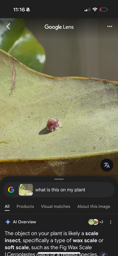 IMG_3249.png IMG_3249.png