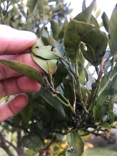 37085900-35A6-4122-ADE8-8B4F49E8FE99.jpeg 37085900-35A6-4122-ADE8-8B4F49E8FE99.jpeg