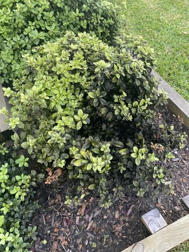 E2950E36-E753-4841-AAE5-69A207292B8E.jpeg E2950E36-E753-4841-AAE5-69A207292B8E.jpeg