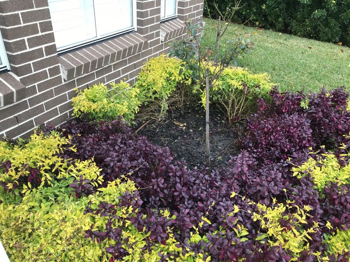 Front Red Ruby.jpg Front Red Ruby.jpg