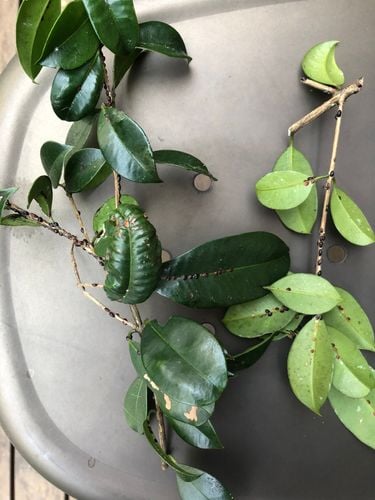 0AC849AC-67C5-481D-80F5-AD1C38867D67.jpeg 0AC849AC-67C5-481D-80F5-AD1C38867D67.jpeg