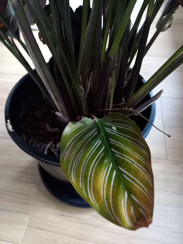 Cathalea 2.jpg Cathalea 2.jpg