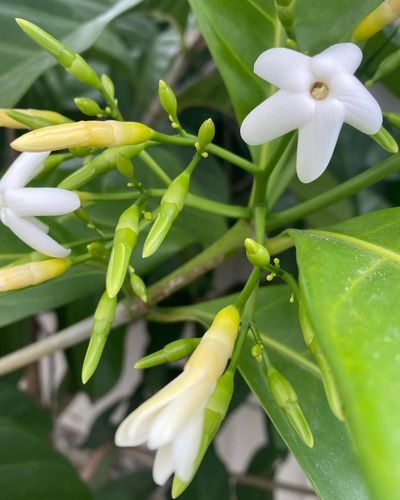 599F4DB8-C440-48E2-A356-2CAB506A07AA.jpeg 599F4DB8-C440-48E2-A356-2CAB506A07AA.jpeg