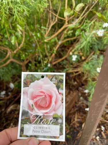 50DC5CC8-91E5-48E4-A573-7998E1E82865.jpeg 50DC5CC8-91E5-48E4-A573-7998E1E82865.jpeg