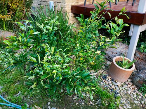 IMG20230423171149.jpg IMG20230423171149.jpg