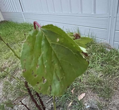 462540983_1206616193787512_3498115823327182757_n.jpg 462540983_1206616193787512_3498115823327182757_n.jpg