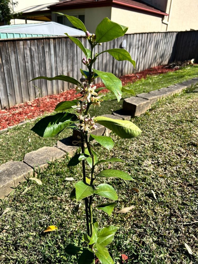 lemon-2.jpg lemon-2.jpg